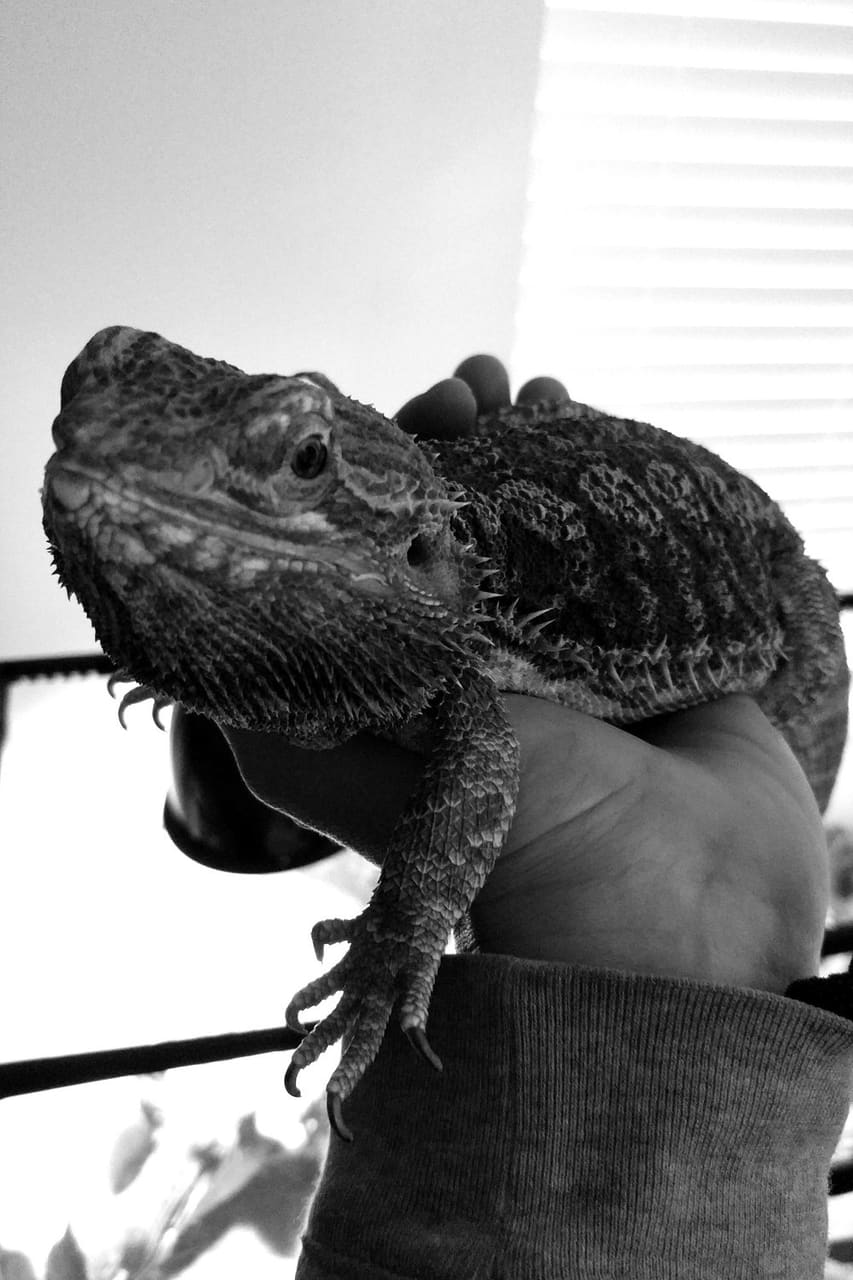 A Happy Pet client at home